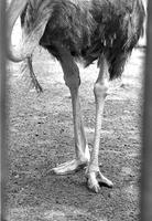 Body and legs of an ostrich in a zoo