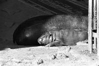 Adult and baby hippopotamus laying on ground in a zoo