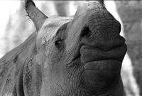 Close-up of rhinoceros' nose in a zoo enclosure