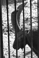 Close-up of ram's horns behind a zoo enclosure