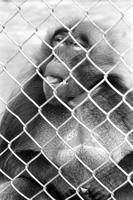 Alternate view of primate in a zoo enclosure