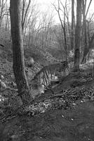 Alternate view of bare trees and creek