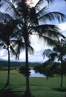 View of mountains with palm trees and water in the foreground