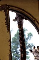 Giraffes through a window, Bermuda Aquarium, Museum and Zoo, Bermuda