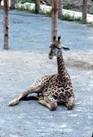 Young giraffe resting, Bermuda Aquarium, Museum and Zoo, Bermuda