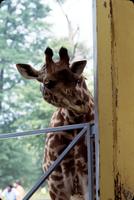 Inquisitive giraffe through a window, Bermuda Aquarium, Museum and Zoo, Bermuda