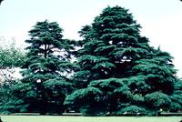 Pine trees in Shinjuku Gyoen National Garden, Tokyo, Japan