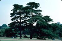 Alternate view of pine trees in Shinjuku Gyoen National Garden, Tokyo, Japan