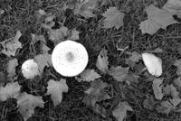 Aerial view of mushroom caps in grass