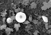 Aerial view of mushroom caps growing in grass