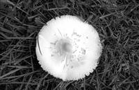 Aerial view of a mushroom cap