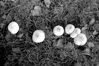 Aerial view of six mushroom caps growing in grass
