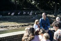 Zoo visitors sitting with flamingoes in background at Taronga Zoo, Sydney, Australia