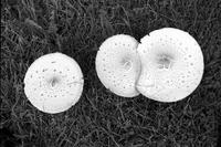 Aerial view of three mushroom caps growing in grass