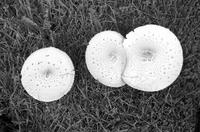 Aerial view of three mushroom caps in grass