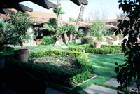 Vegetation of a garden courtyard of a hotel