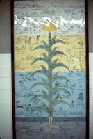 A representation of maize with drawings illustrating various aspects of an indigenous lifestyle