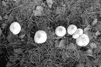 Aerial view of six mushroom caps
