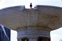 Bird on Dupont Circle fountain in Washington, D.C.