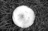 Aerial view of a mushroom cap growing in grass