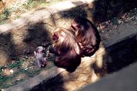 Baby monkey seated alongside two adult monkeys