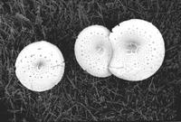 Aerial view of three mushroom caps