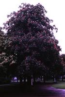 A flowering tree in a park